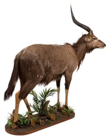 Nyala Full Body Mount on Base