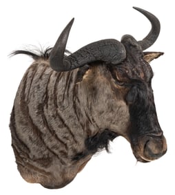 Wildebeest Shoulder Mount