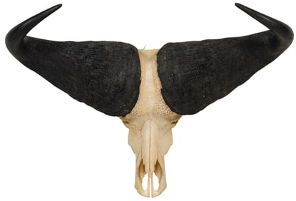Cape Buffalo Skull and Horns