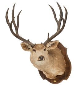 Mule Deer Shoulder Mount