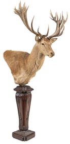Red Stag Shoulder Mount with Base