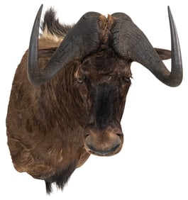 Wildebeest Shoulder Mount