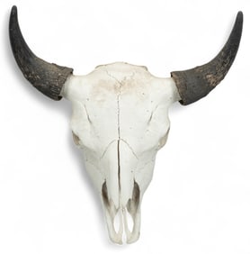 Mounted Cow Skull with Horns