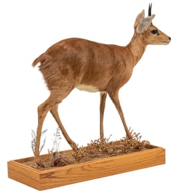 Steenbok Full Body Mount
