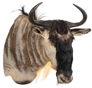 Wildebeest Shoulder Mount