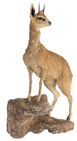 Klipspringer Full Body Mount