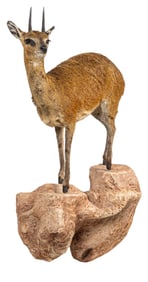 Klipspringer Full Body Mount
