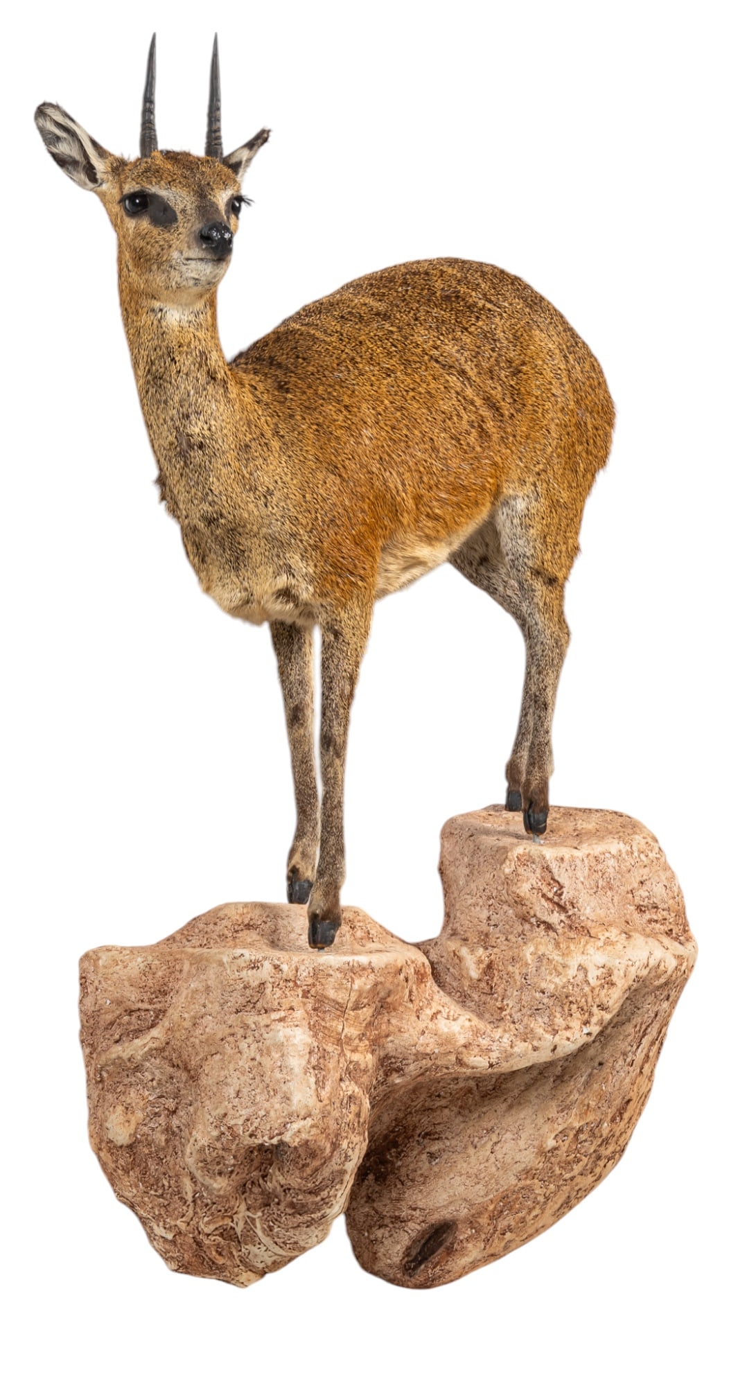 Klipspringer Full Body Mount (1 of 7)