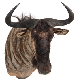 Wildebeest Shoulder Mount