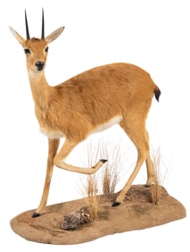 Steenbok Full Body Mount