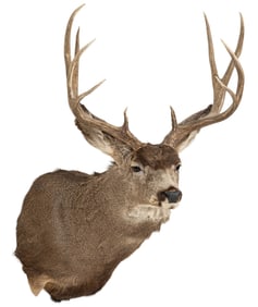 Mule Deer Shoulder Mount