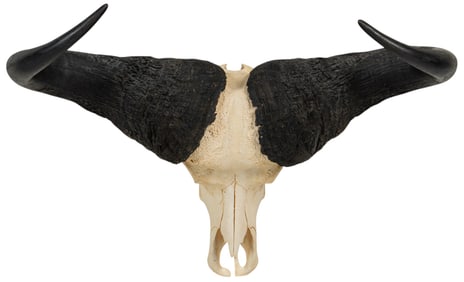 Cape Buffalo Skull and Horns