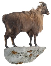 Himalayan Tahr Full Body Mount