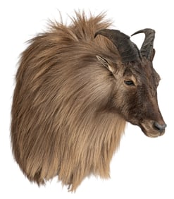 Himalayan Tahr Shoulder Mount