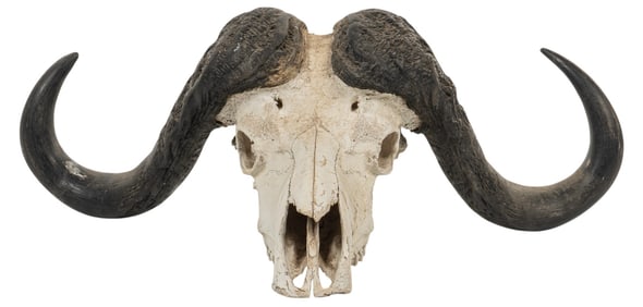 Cape Buffalo Skull