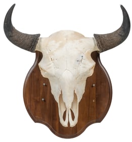 Buffalo Skull with Horns