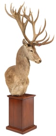 Red Stag Shoulder Mount with Base