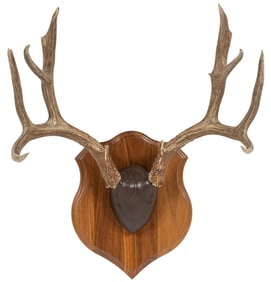 Mule Deer Antler Mount