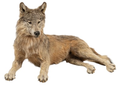 Alaskan Wolf Full Body Mount