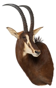 Sable Antelope Shoulder Mount