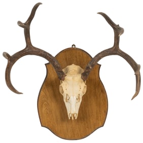 Elk Antler Mount