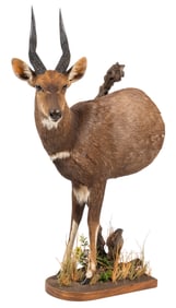 Cape Bushbuck Shoulder Mount