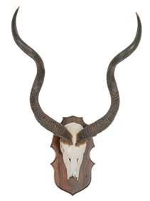 Mounted Kudu Skull and Horns on Plaque