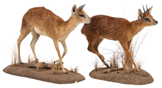 Pair of Sharpe's Grysbok Full Body Mounts