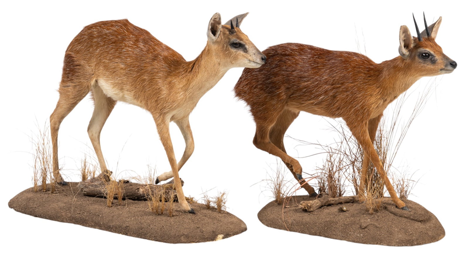 Pair of Sharpe's Grysbok Full Body Mounts: Pair of Sharpe's grysbok full body mounts taxidermy height 20.5 in. x width 26 in. x depth 11 in. / largest Provenance: Property from a life-long Afr