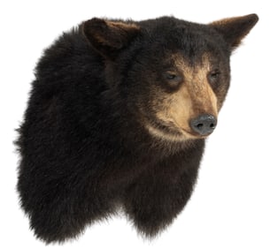 California Black Bear Shoulder Mount