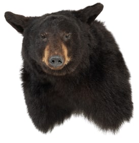 California Black Bear Shoulder Mount