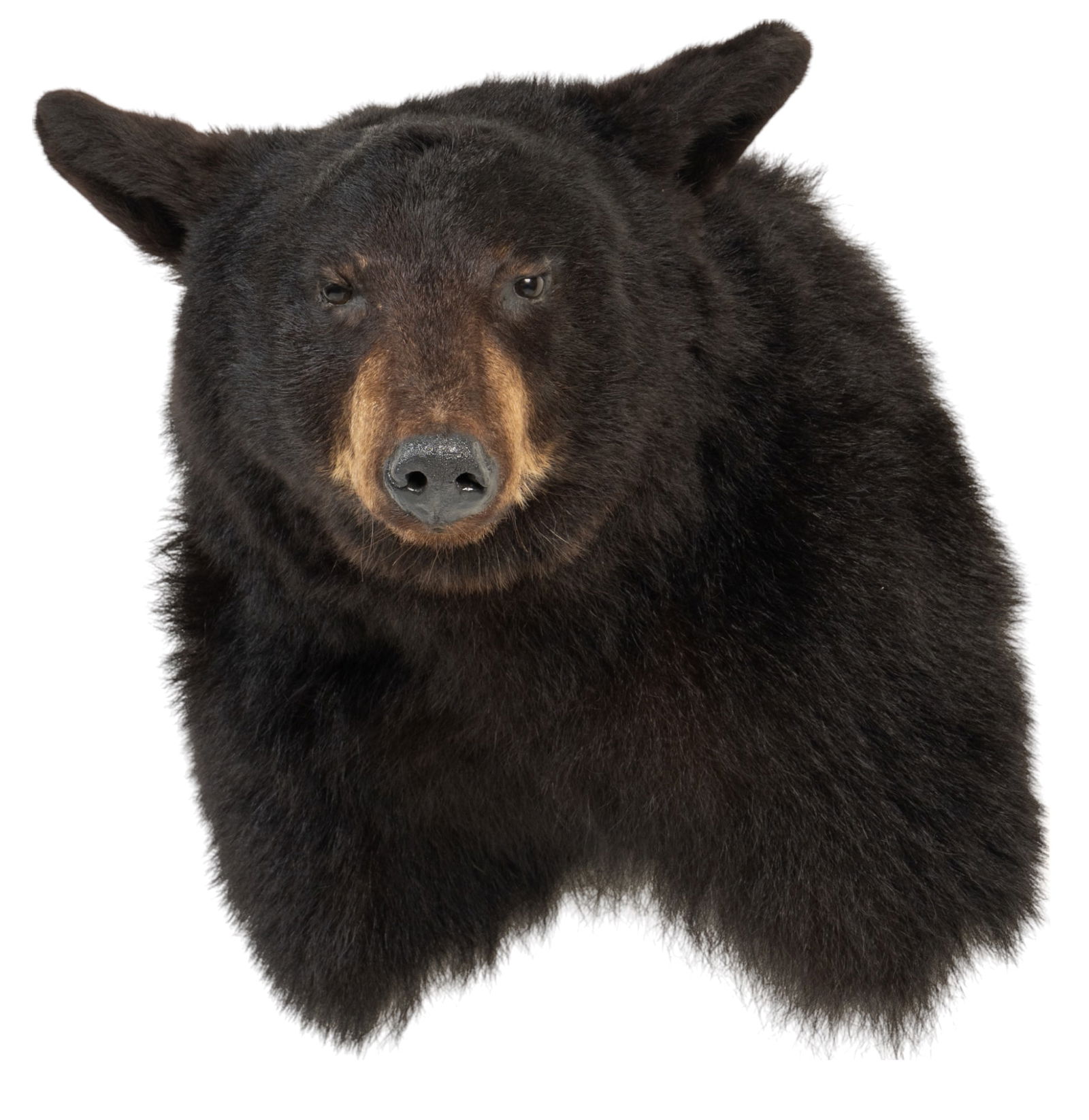 California Black Bear Shoulder Mount (1 of 6)