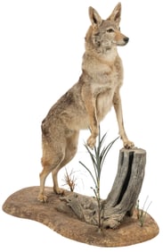 Coyote Full Body Mount