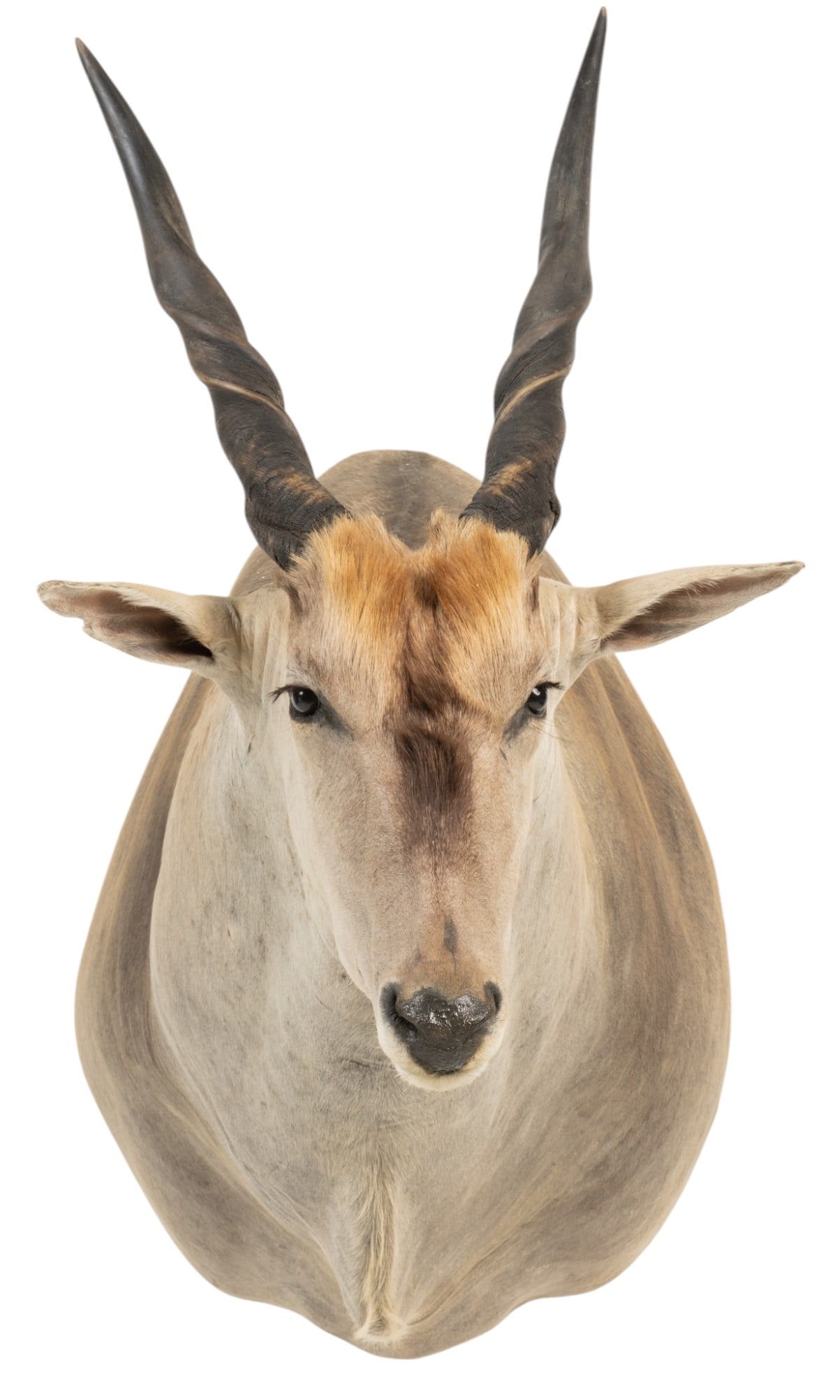 Eland Shoulder Mount (1 of 5)