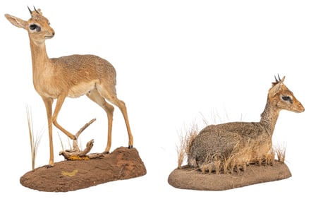 (1) Damarland Dik-Dik and (1) Dik-Dik Full Body Mount