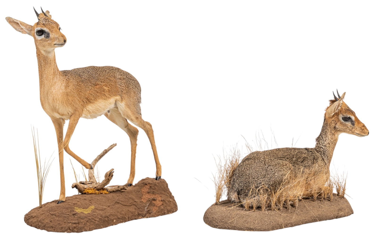 (1) Damarland Dik-Dik and (1) Dik-Dik Full Body Mount (1 of 8)