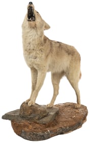 Howling Coyote Full Body Mount