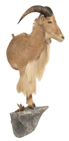 Audad Sheep Half Body Mount with Base