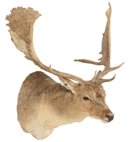 Fallow Deer Shoulder Mount