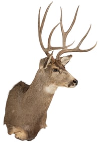 Mule Deer Shoulder Mount