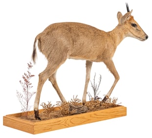 Duiker Full Body Mount