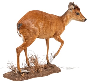 Red Duiker Full Body Mount