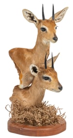 Pair of Duiker Shoulder Mounts on Base