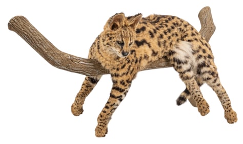 Serval Full Body Mount