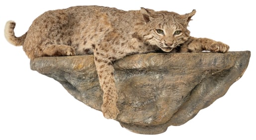 Bobcat Full Body Mount