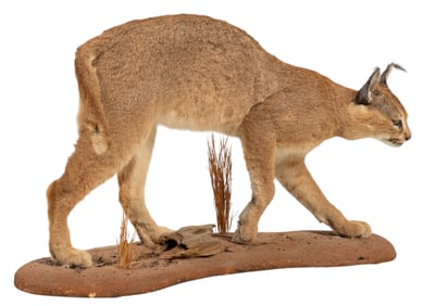 Caracal Full Body Mount
