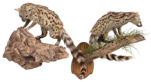 Pair of Common Genet Full Body Mounts