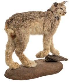 Lynx Full Body Mount