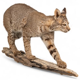 Bobcat Full Body Mount