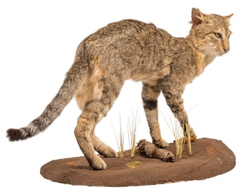 African Wild Cat Full Body Mount
